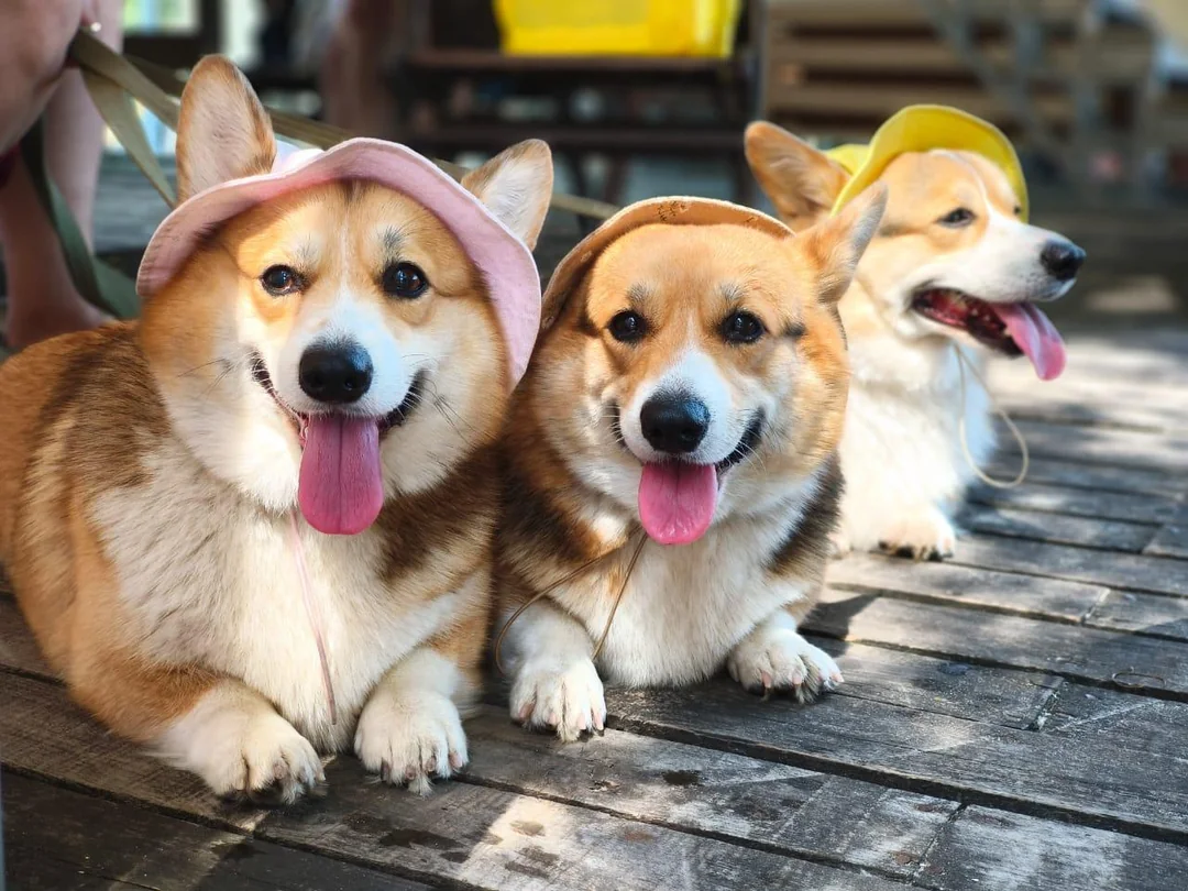 Corgi puppy sitting with family members